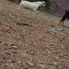 فحل ماشالله مد وحرم الموقع العيدابي