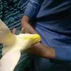 فروخ كروان للبيع