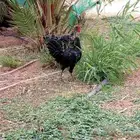 ثلاثه ديكه