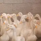 بط بكيني