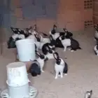 الارنب بلدي