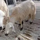 غنم بلدي للبيع