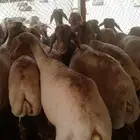قصاص غنم مكينة شغل نضيف