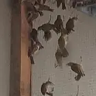 للبيع طيور بريه مشكله