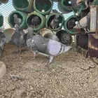 حمام سلفر 14 جوز