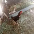 ديك باكستاني للبيع