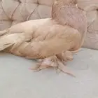 حمام انثى هزاز الامريكي حجل 2019