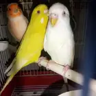 جوز طيور حب البينو الدكر والانثى لاتينو