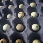 بيض سمان