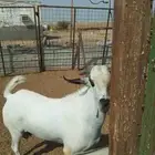 تيس بيشي فحل حار