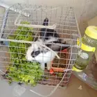 أرنب نظيف وحاله سليمه مع أغراضه والاكل
