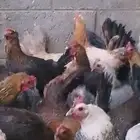 دجاج بلدي بياض ووز بلدي ووز عراقي وبط مسكوفي زكور واناث