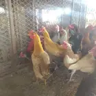 دجاج بلدي بياض