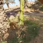 يوجد لدينا جميع انواع الفروخ