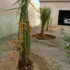 توريد جميع انواع انخيل القصيم نوصل جميع انحاء المملكة