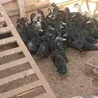 بط بلدي من عمر شهرين إلى أربعة أشهر