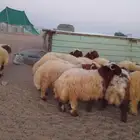 سامي للذبايح نعيم تمايم شيء فاخر