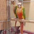 جوز كنيور اناناس