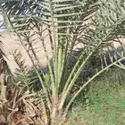 نخيل للبيع وشاري يسوم جمله وتفرد حتا واحده