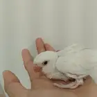 تم البيع