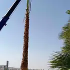 نخل وشنطني زينه