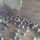 صوص فيومي وبيض مشكل