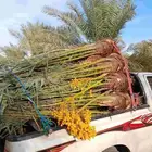 للبيع نخيل القصيم