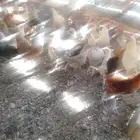 دجاج مشكل بلدي فيومي فرنسي
