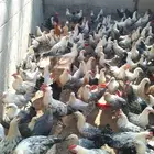 250 جوز دجاج فيومى على بلدي عمر 5 شهور الصحة شرط