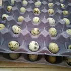 بيض سمان للبيع