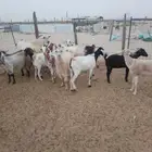 معزه