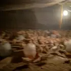أبو القزاز صيصان بلدي عمر شهر ونصف ا