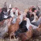 دجاج اعمار شهرين