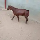 عدد2 فحول حص مشروطه للبيع