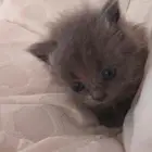 قطط شيرازي للبيع