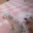 كلاب اسكتلنديه