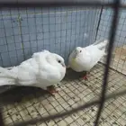 حمام لاحم للبيع ع سوم