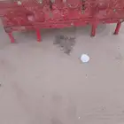 صندوق من التراث القديم لمحبين النوادر