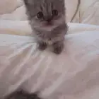 قطط شيرازي للبيع