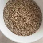 بذر برسيم سعر الكليو 80 ريال