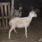 رخله مضربه العمر 7 شهور