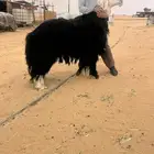 فحل نجدي
