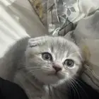 كيتن سكوتش فولد بيور