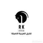 ايواء خيل في ديراب