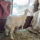 خروف كفو سنه جذع