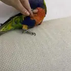 طير لوري ذكر هداد داخلي