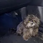 كلب شيتزو عمره 7 شهور