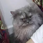 قطة للتبني