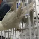 للبيع انثى روز محلله سينمون اينو الي توقف عليه سومه نصيبه