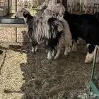 ثنيه وخروف نعيمي وبهم حري طيب